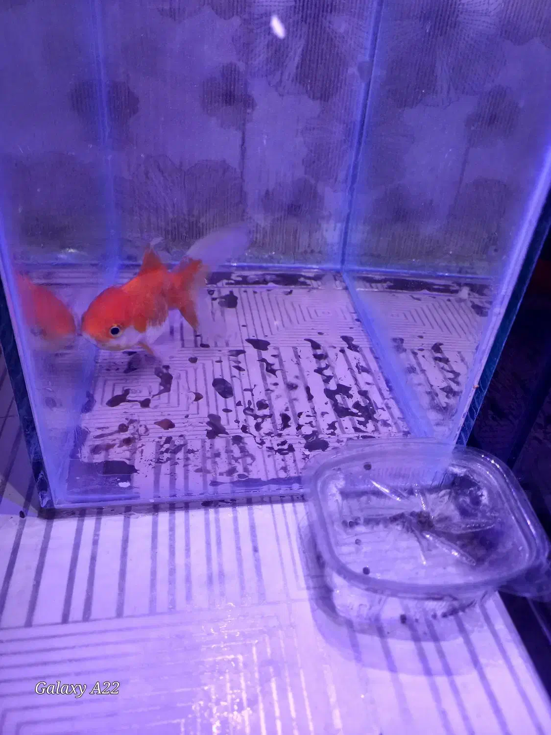 ماهی گلد فیش و ماهی گوپی|ماهی|مشهد, اروند|دیوار