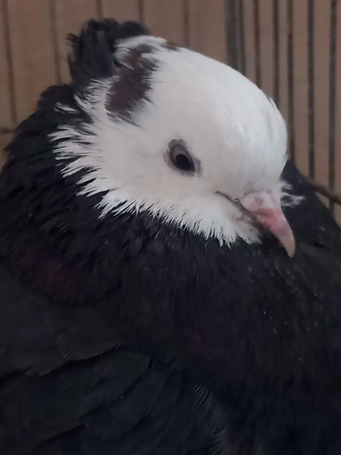 کفتر|پرنده|فولادشهر, مسکن مهر فولادشهر|دیوار