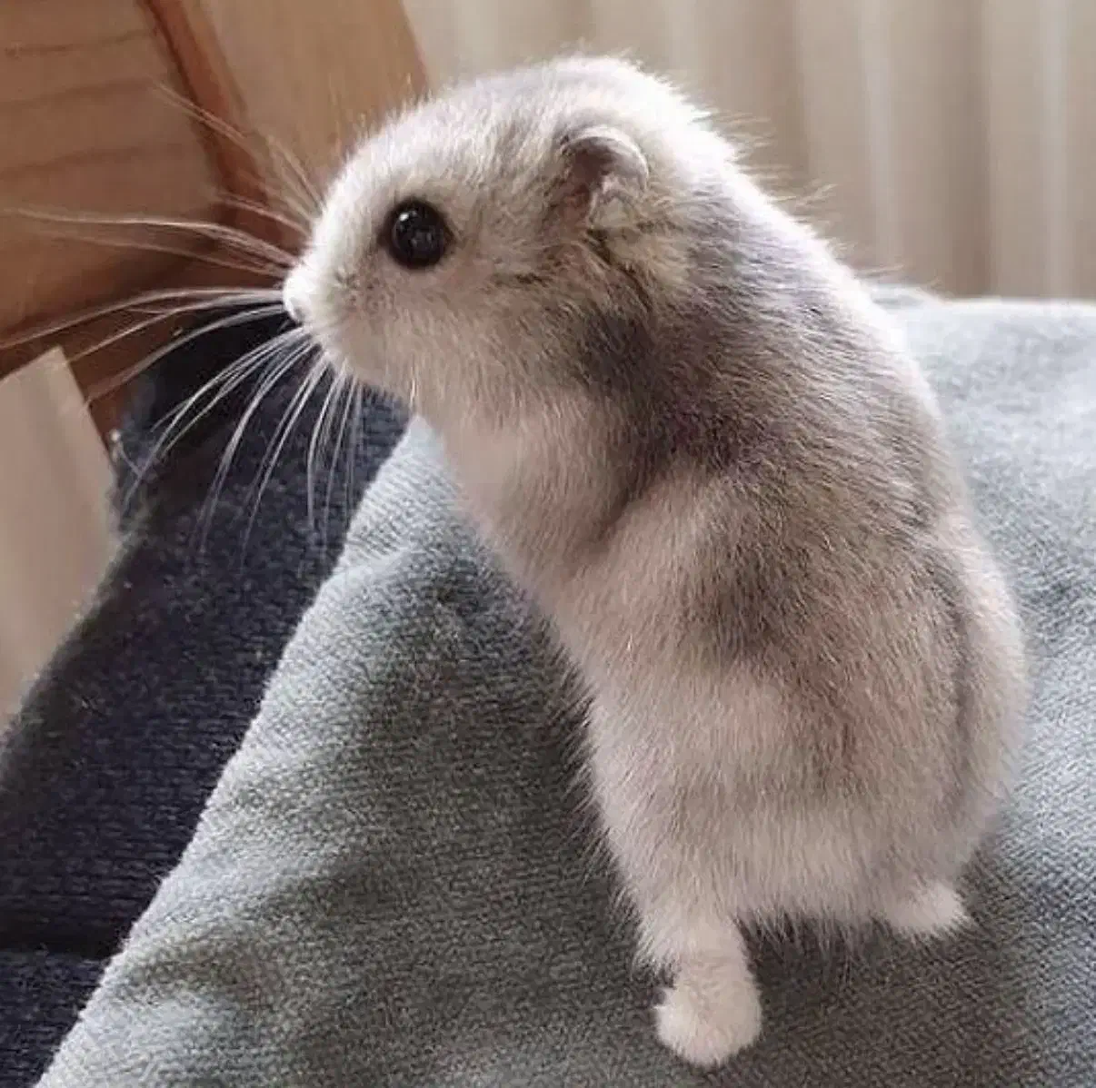 همستر نژاد مینیاتوری|موش و خرگوش|ارومیه, |دیوار