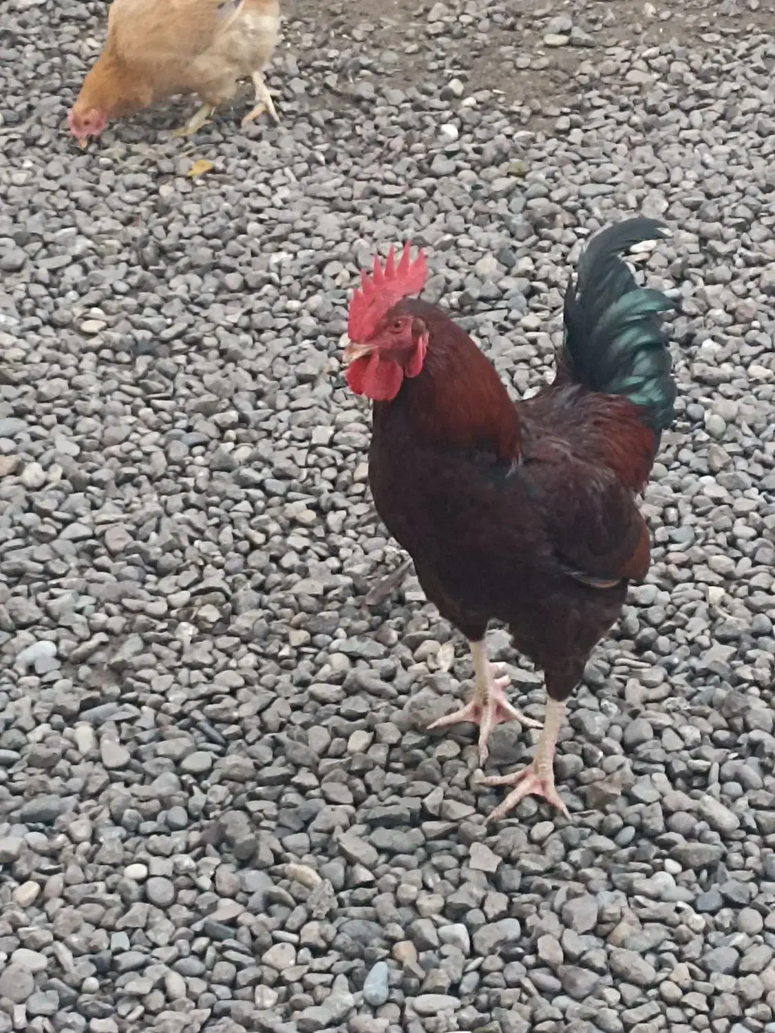 خروس محلی دورگه درشت|حیوانات مزرعه|رشت, آب آسیاب|دیوار