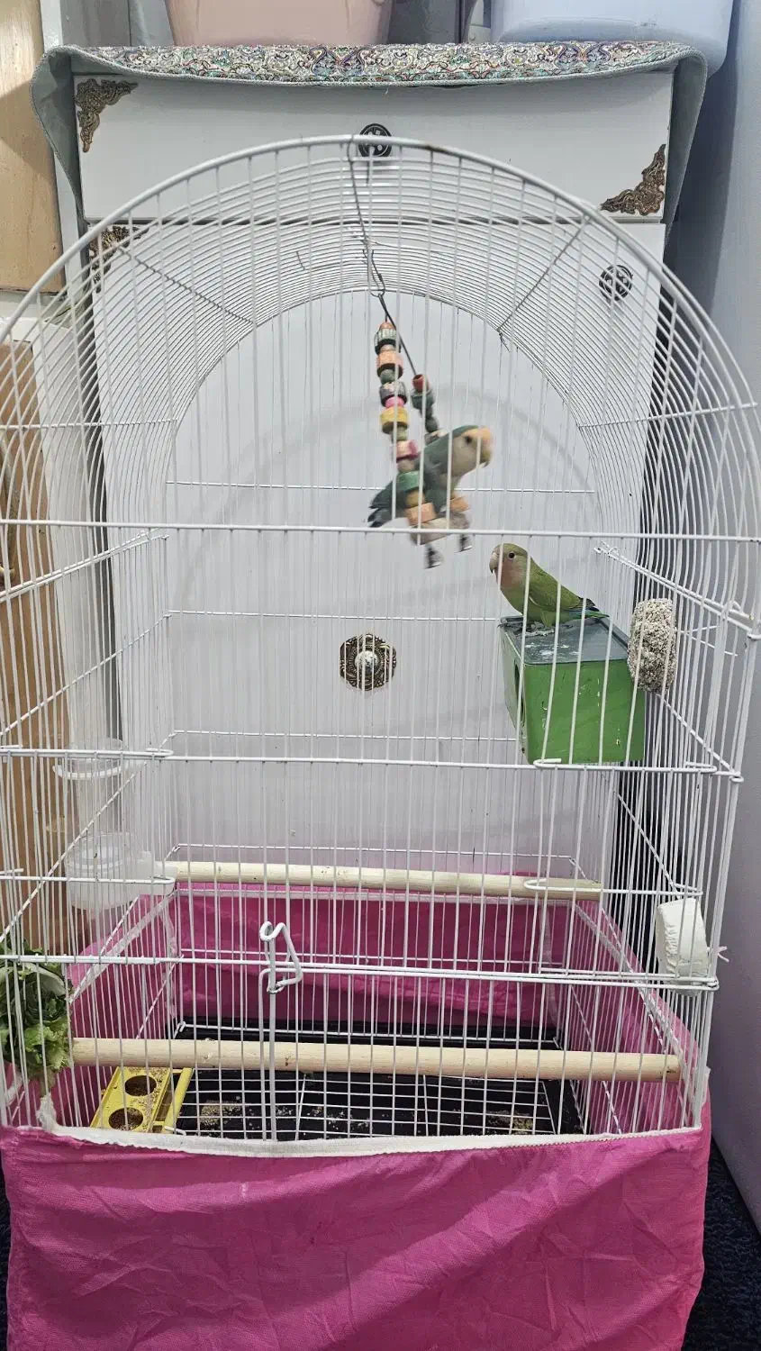 طوطی برزیلی|پرنده|شوش, |دیوار