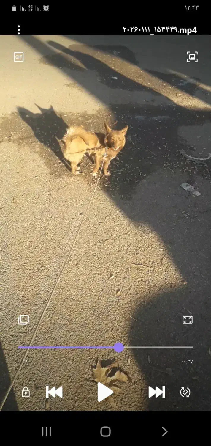 سگ پامر|سگ|سلماس, |دیوار