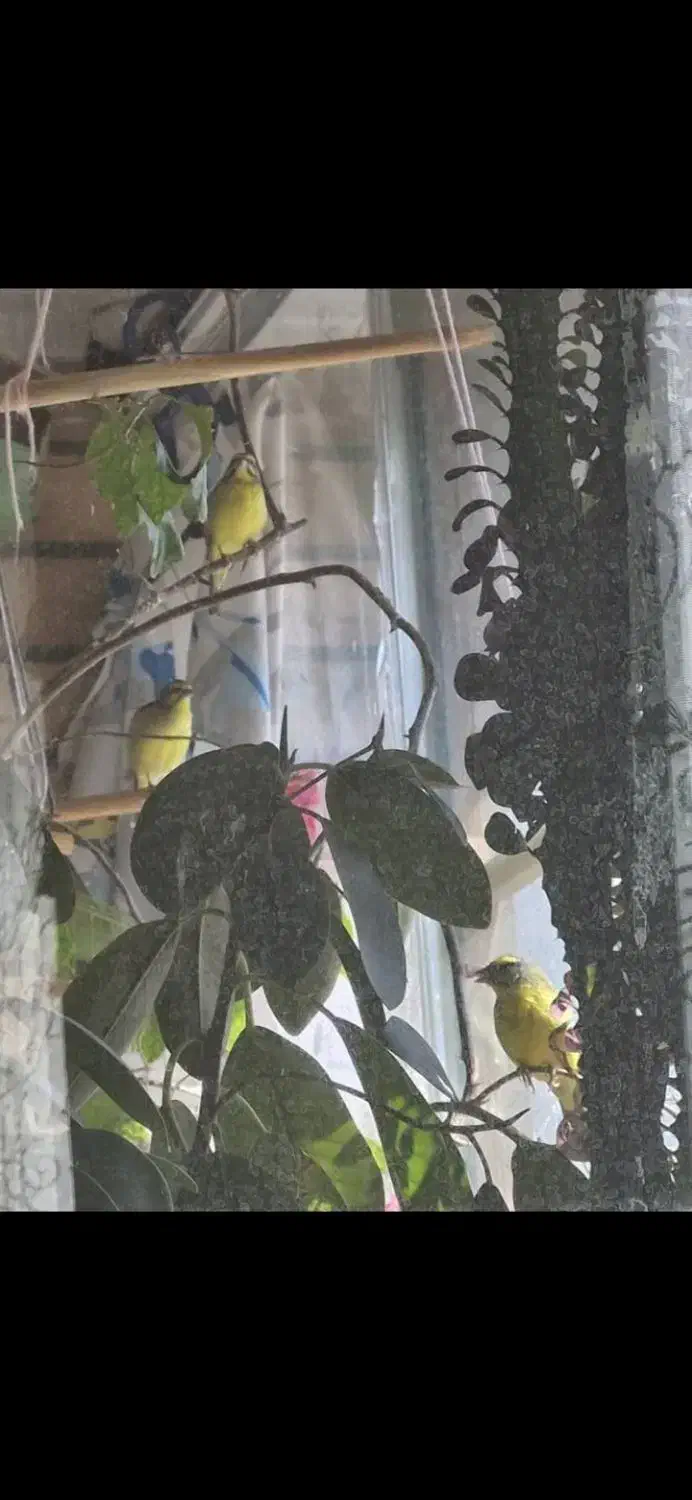 سهره یاسمین و فنچ لپ نارنجی  نرو ماده یاسمین هست|پرنده|اصفهان, شیخ اشراق|دیوار