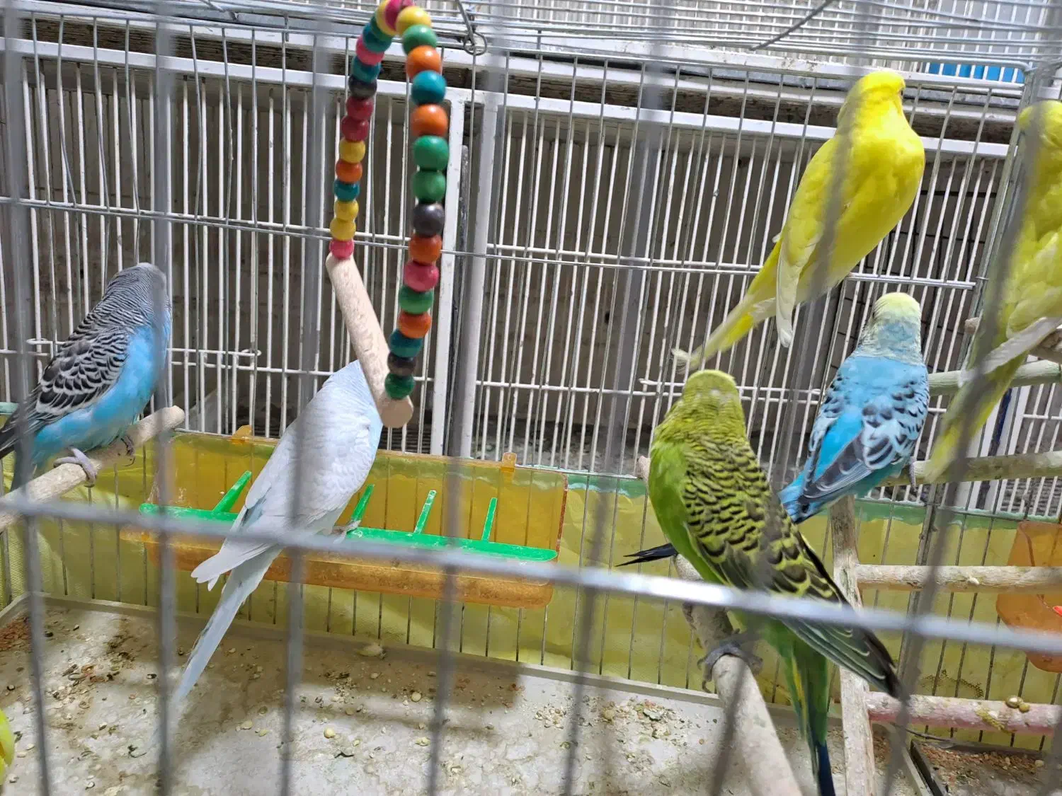 مرغ عشق با قفس و وسایل|پرنده|شیراز, شیخ علی چوپان|دیوار