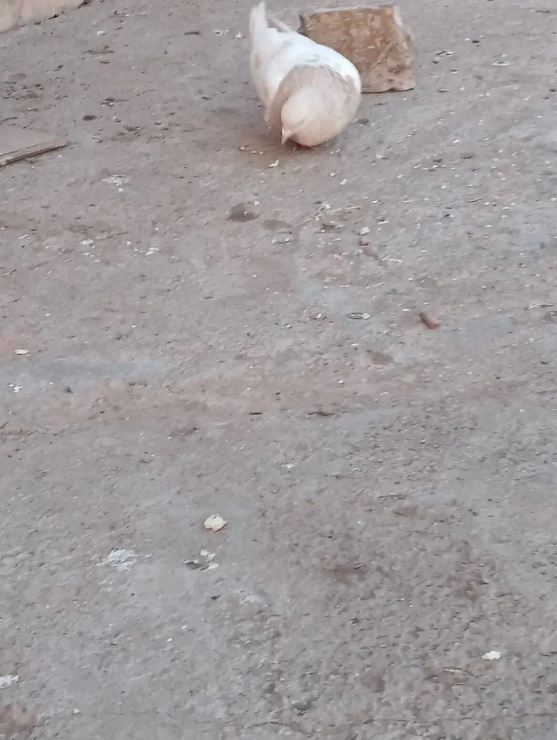 نیاز به پول|پرنده|مزرعه کتول, |دیوار