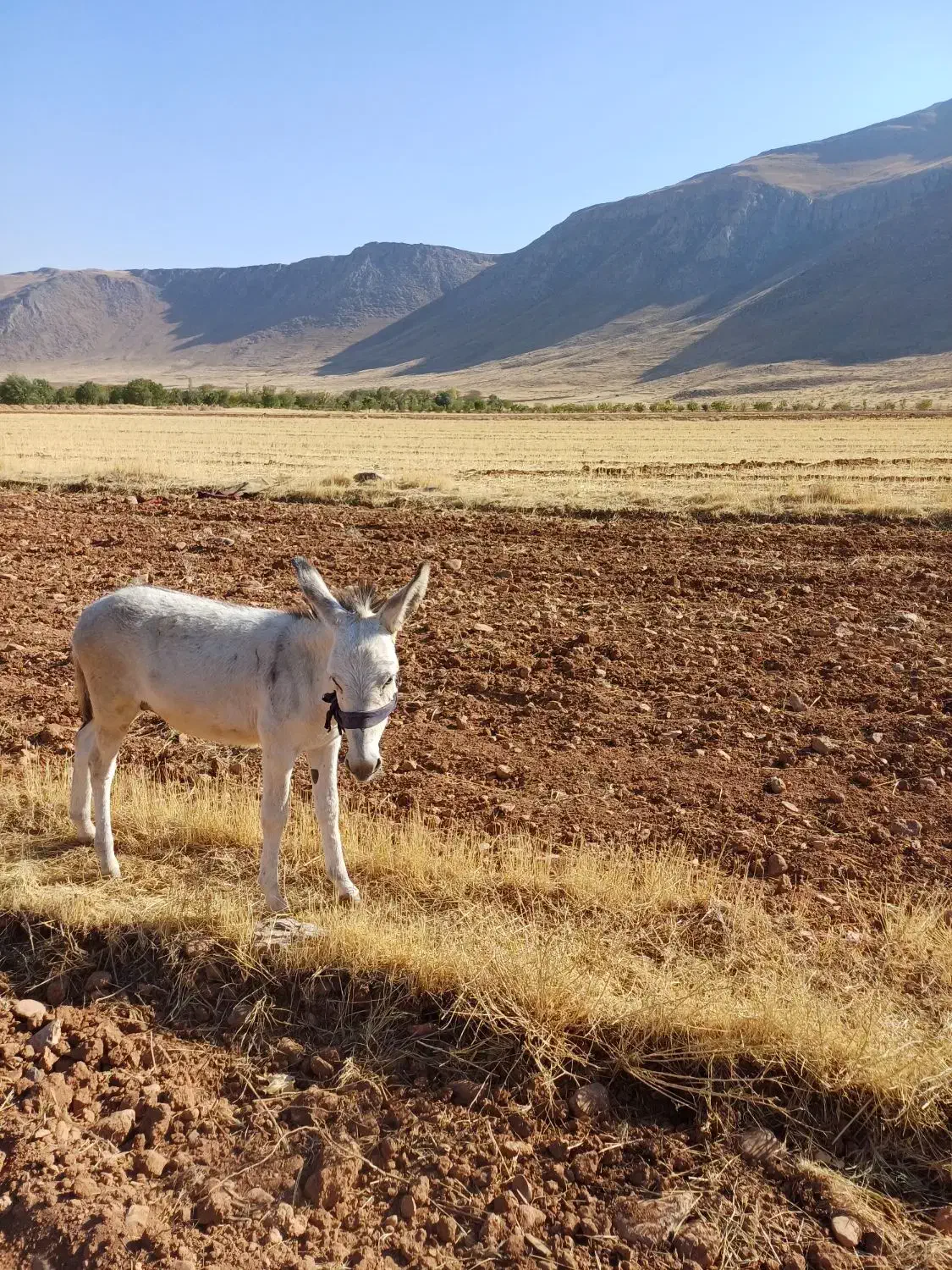 کره نر خر پنج ماهه|حیوانات مزرعه|شازند, |دیوار
