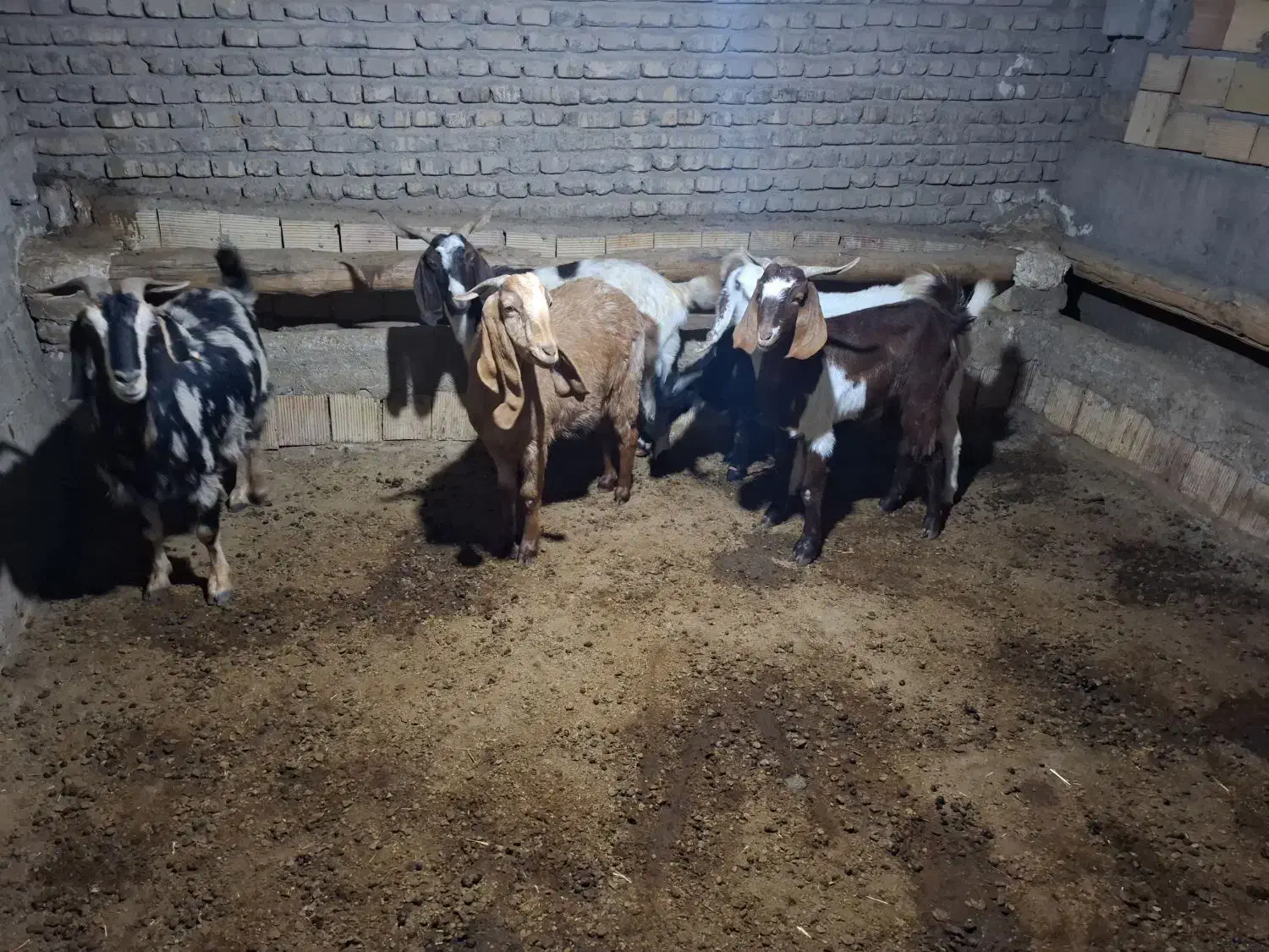 بز و بزغاله|حیوانات مزرعه|بشاریات, |دیوار