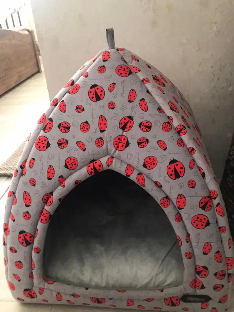 گربه اسگاتیش|گربه|ری, علایین|دیوار