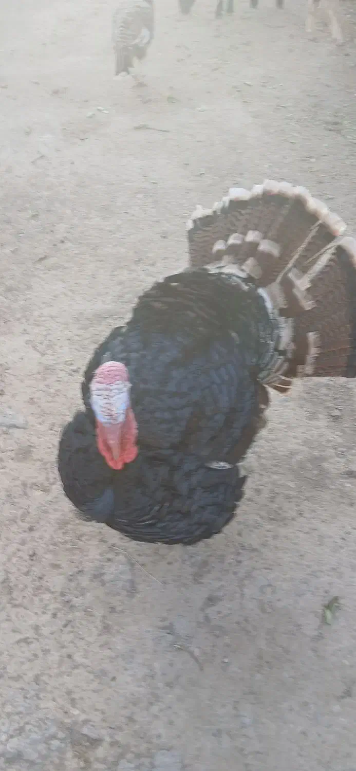 بوقلمون محلی|حیوانات مزرعه|بوئین زهرا, |دیوار