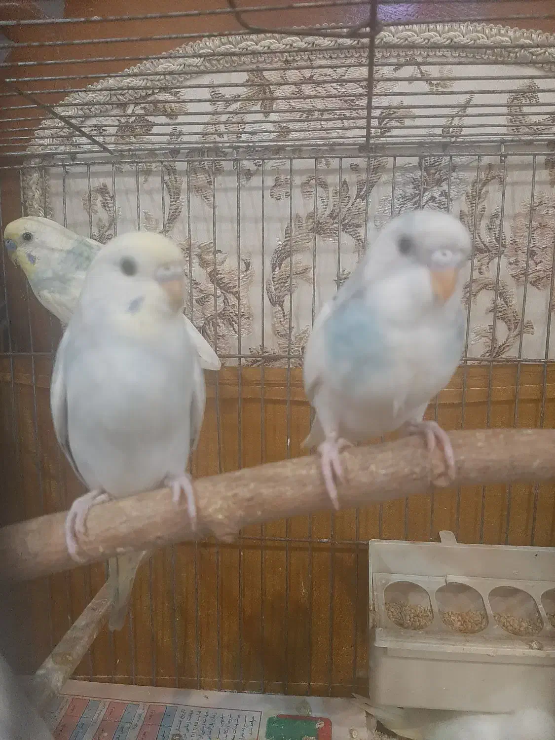 یه جفت مرغ عشق مولد با ۴ تا جوجه|پرنده|خرمآباد (تنکابن), |دیوار