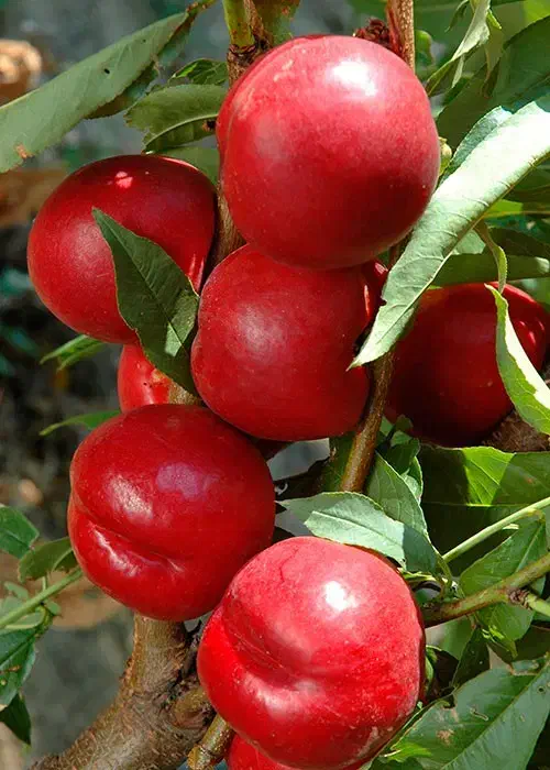 مرکز تخصصی انواع نهال ضمانتی|خدمات باغبانی و درختکاری|هشترود, |دیوار