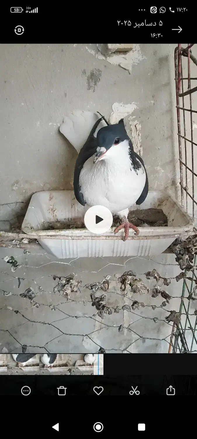 خوشرنگ دمبی سرخ و زرد|پرنده|لنجان, |دیوار