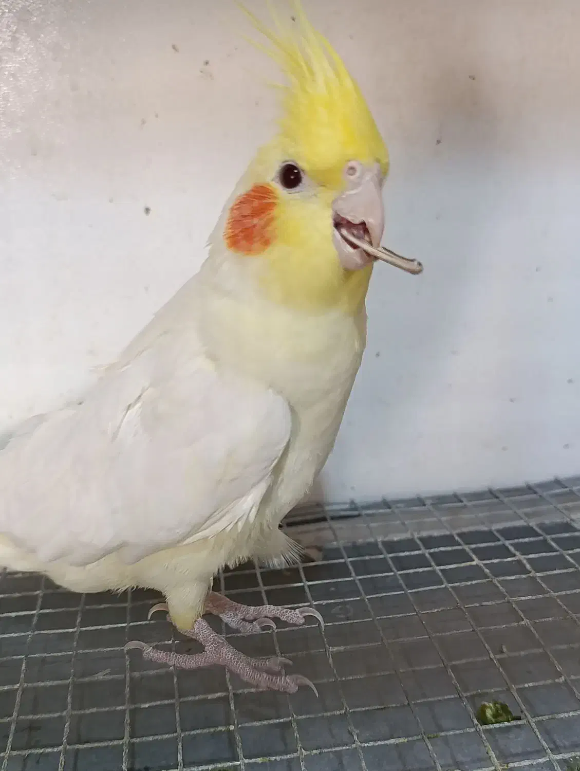 عروس هلندی جوان|پرنده|مسجد سلیمان, |دیوار