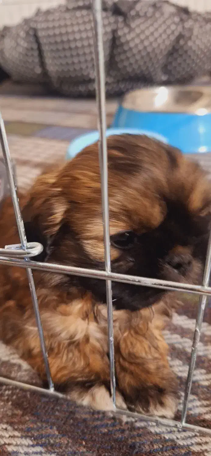 توله شیتزو با همه وسایل|سگ|مشهد, زمرد|دیوار