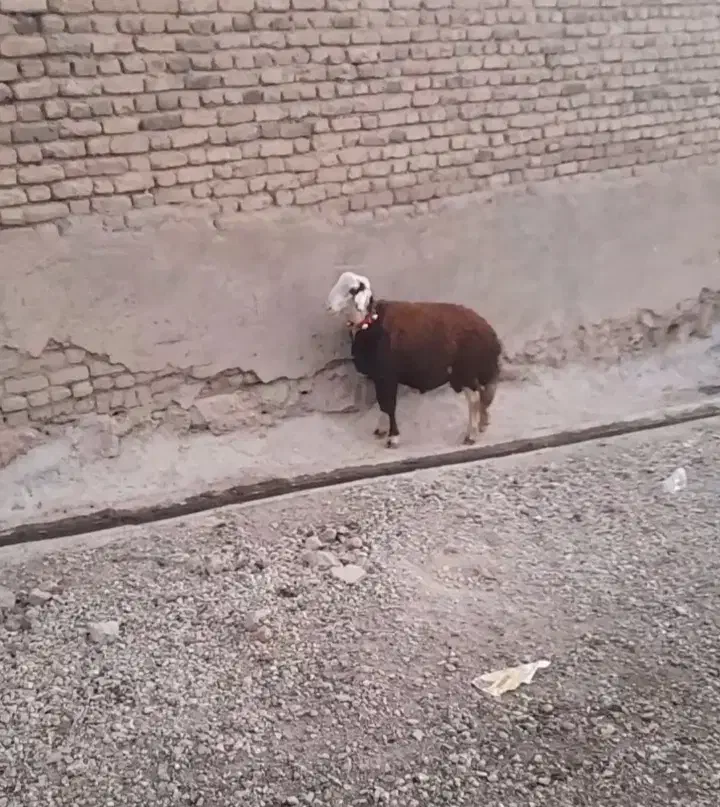 بره قوچ پلنگی|حیوانات مزرعه|بروجرد, |دیوار