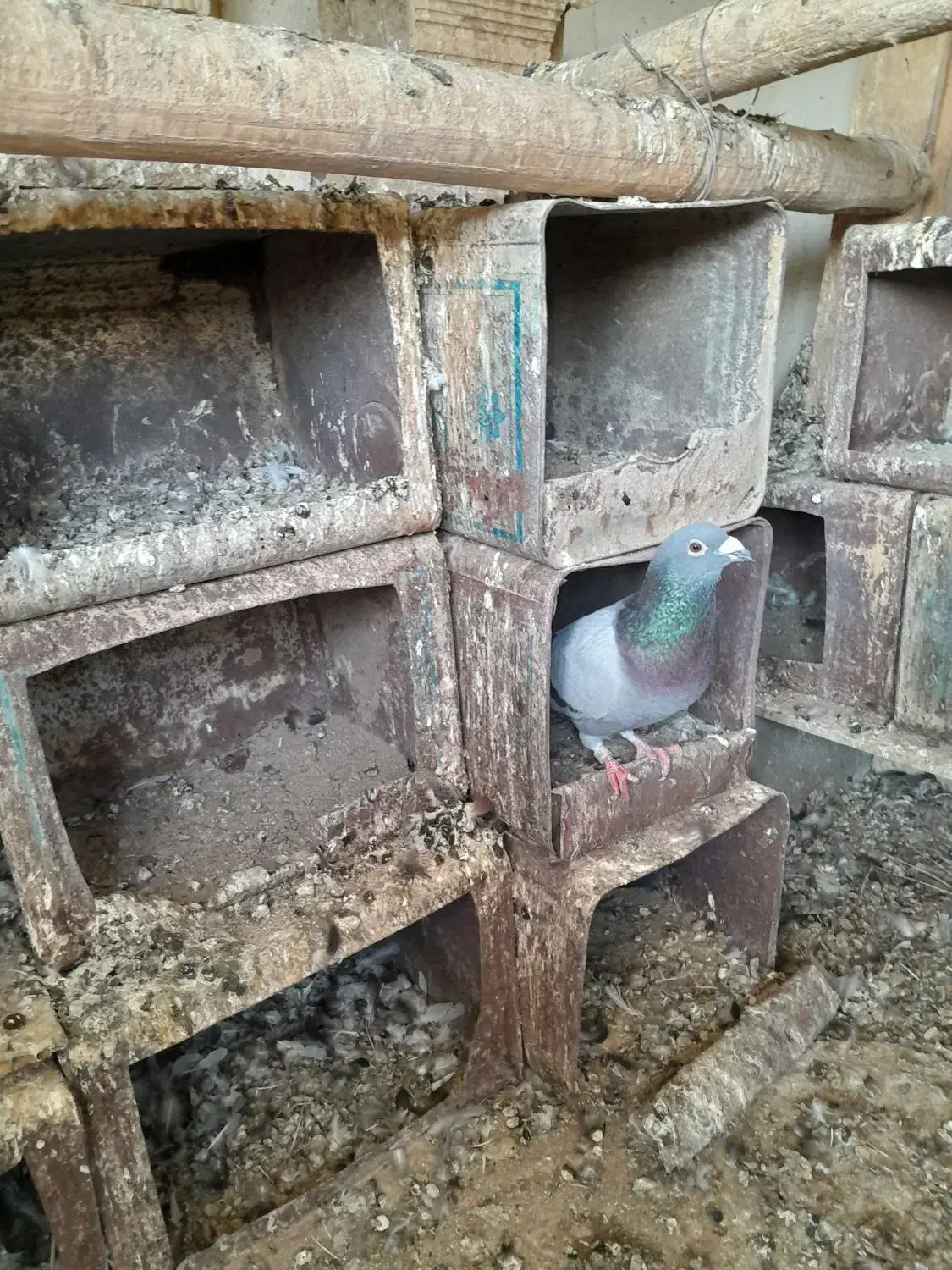 فروش کبوتر|پرنده|شادیان, |دیوار