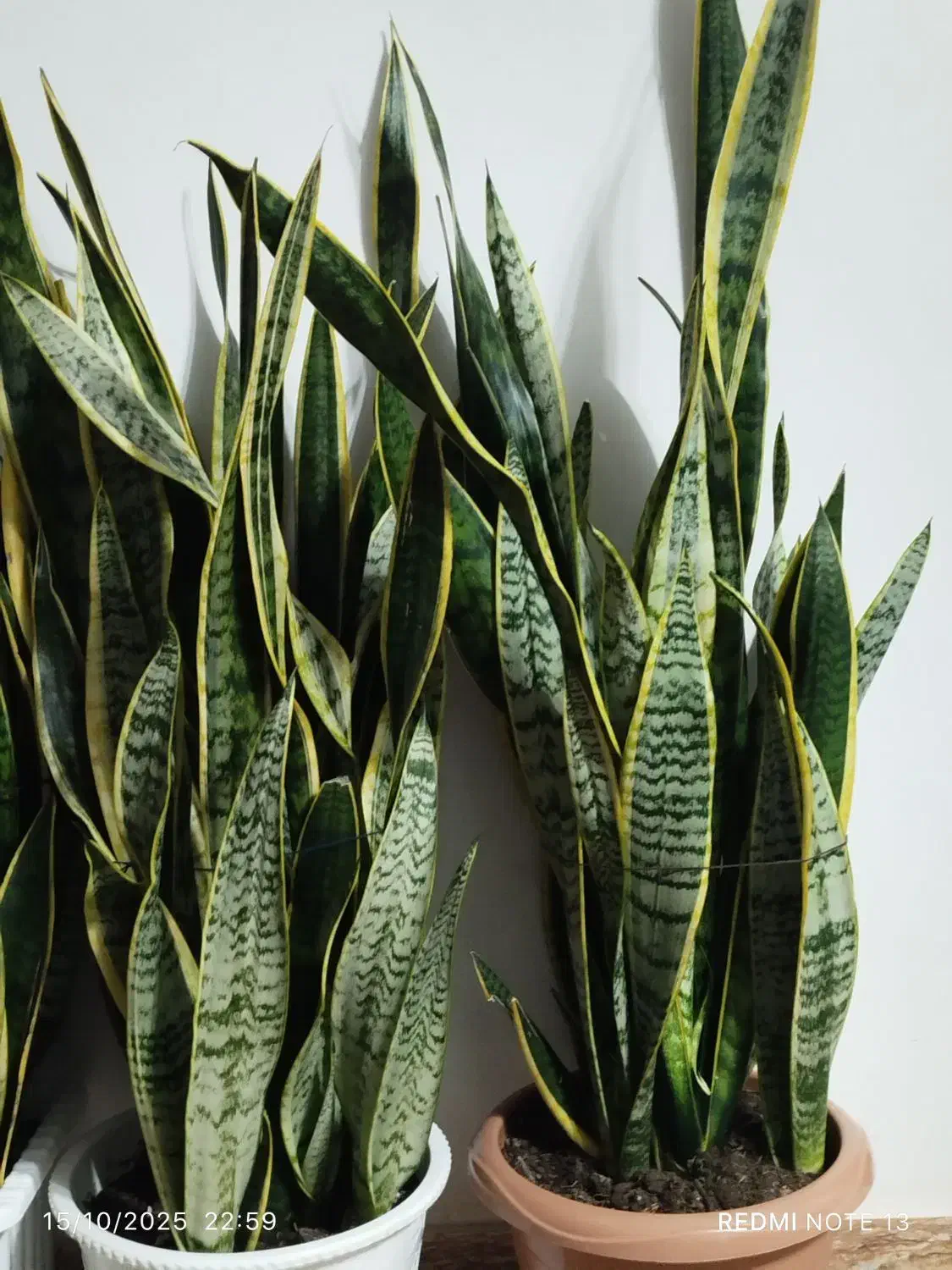 گل سانسوریا|گل و گیاه طبیعی|پره‌سر, |دیوار