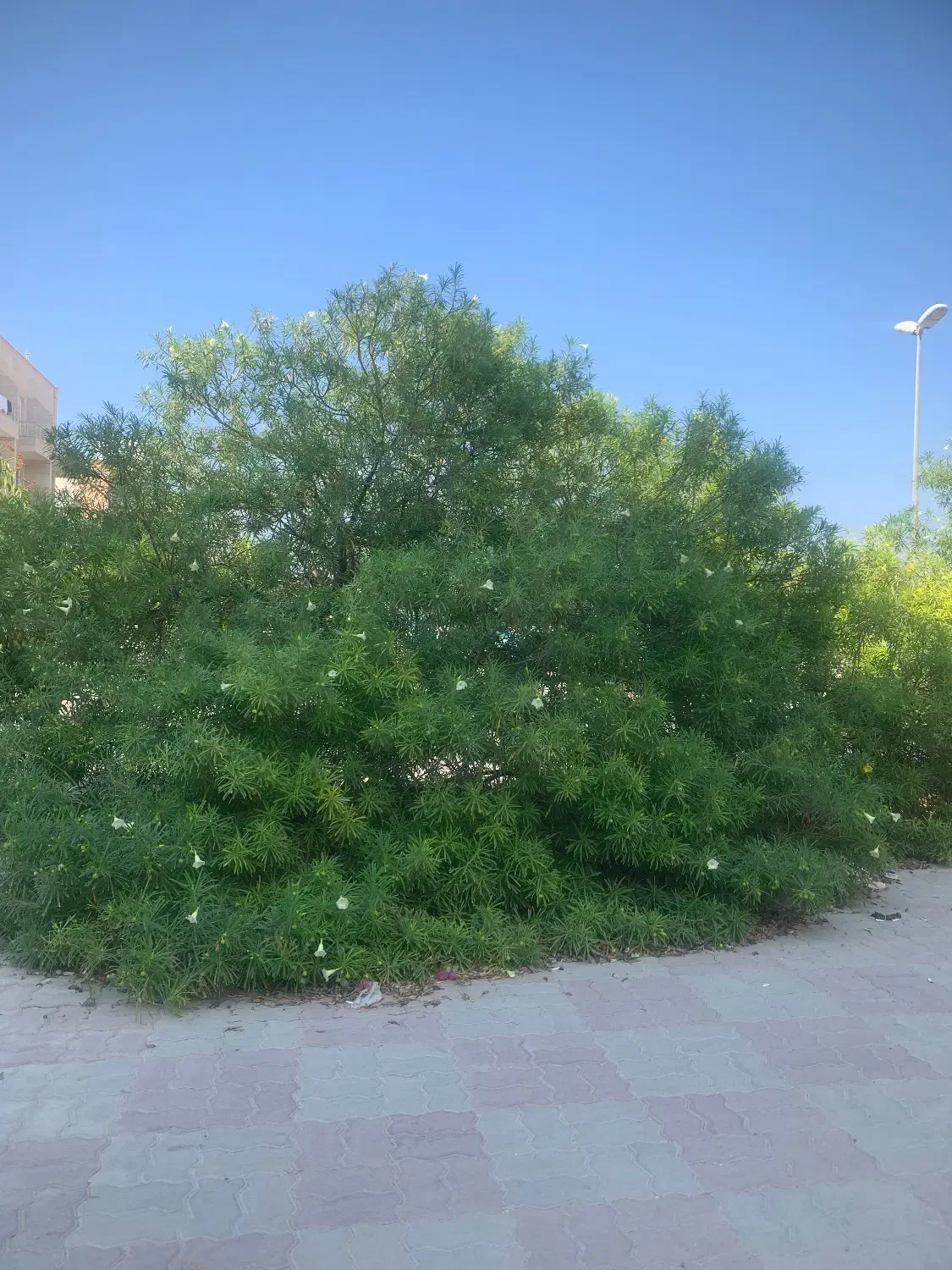 زمین کشاورزی نزدیک بافت مناسب سرمایه گذاری|فروش دفتر صنعتی، کشاورزی، تجاری|سلماس, |دیوار