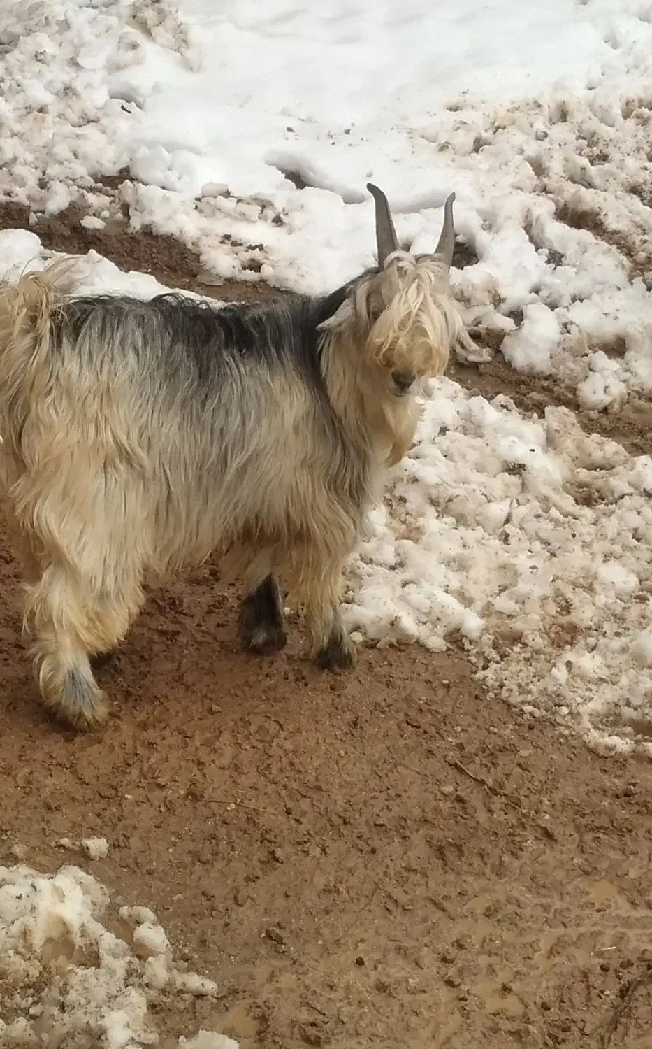 بیگ داشتی|حیوانات مزرعه|اردل, |دیوار