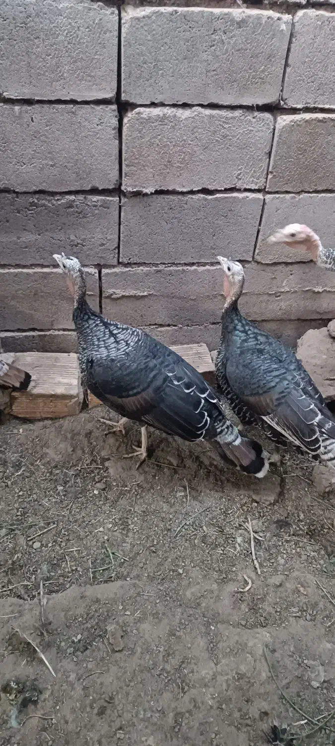 فروش بوقلمون شهرستان گنبکی|حیوانات مزرعه|بم, |دیوار