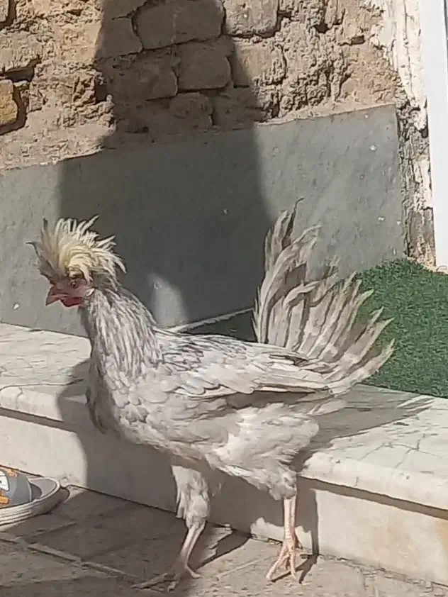 لهستانی|حیوانات مزرعه|اصفهان, زوان|دیوار