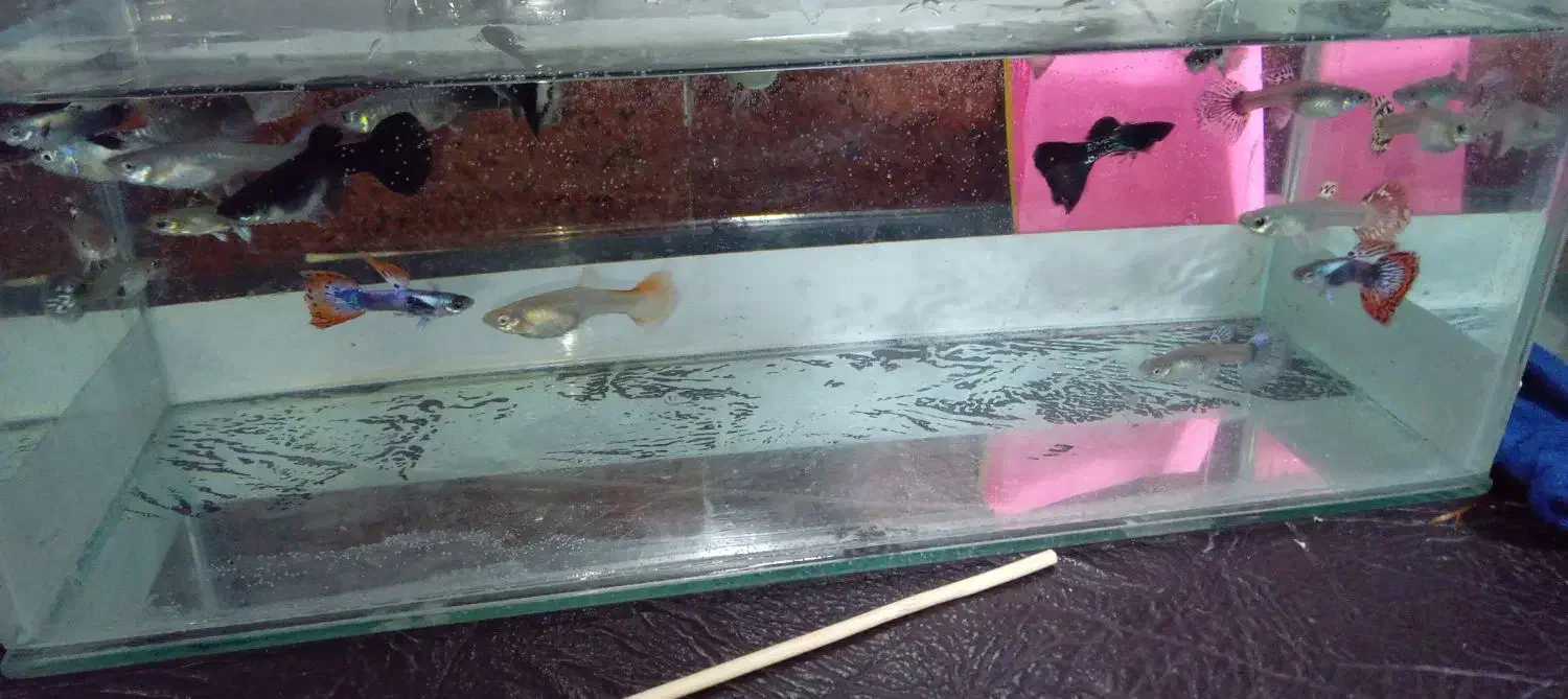 گوپی مولد و...|ماهی|چهاردانگه (تهران), |دیوار