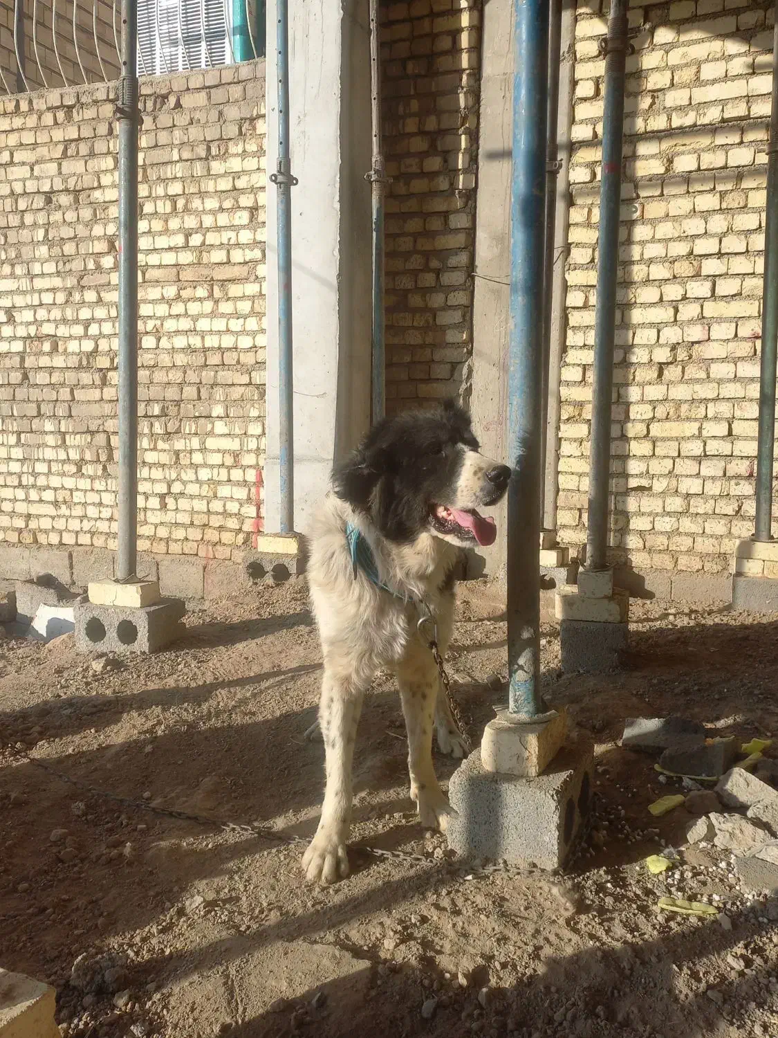 سگ قدرجونی نر|سگ|خمینیشهر, |دیوار