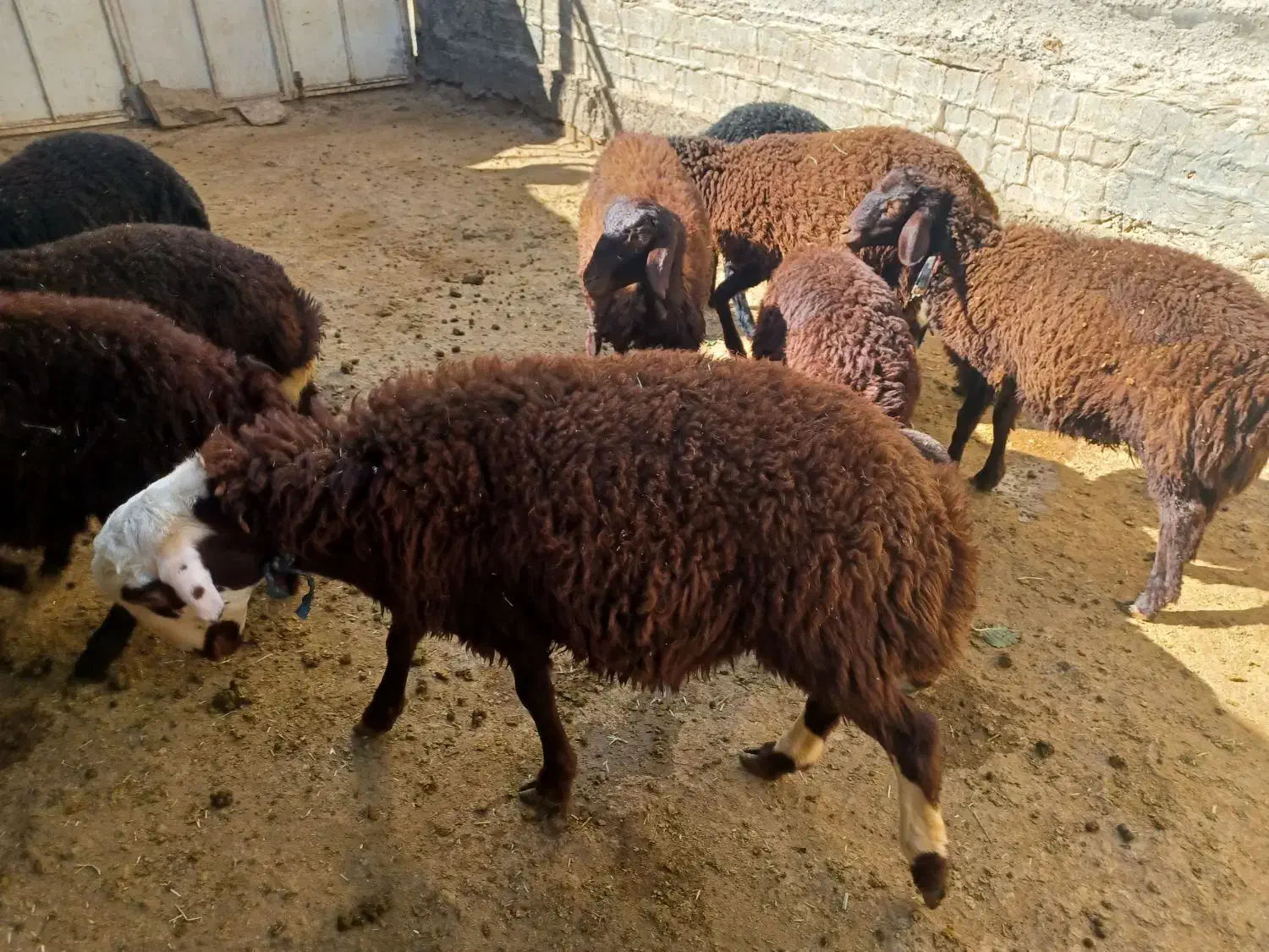 بره قوچ|حیوانات مزرعه|قره چای, |دیوار