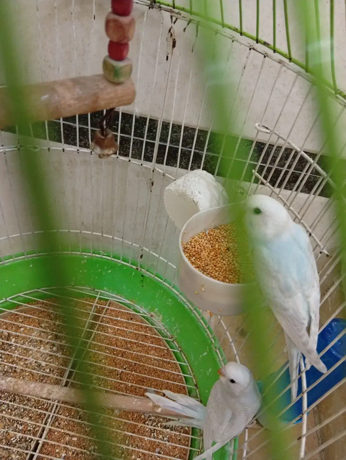 طوطی|پرنده|ری, ظهیرآباد|دیوار