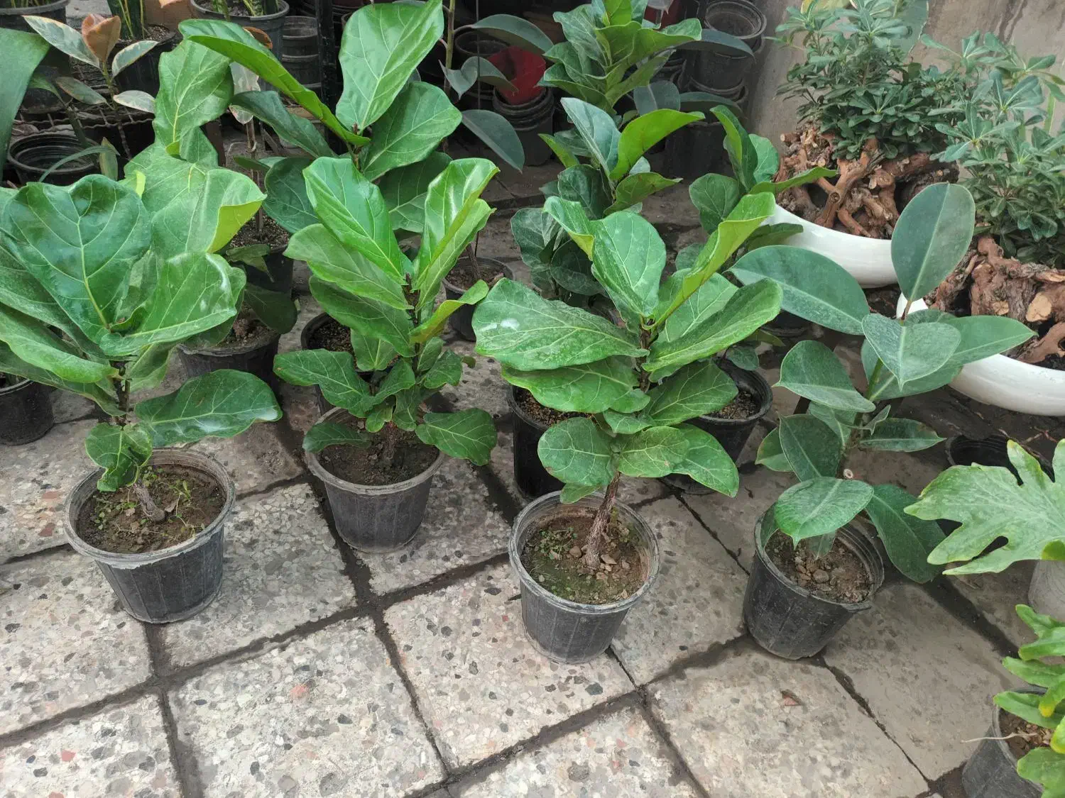 گل برگ عبایی و فیکوس|گل و گیاه طبیعی|مشهد, توس (بلوار توس)|دیوار