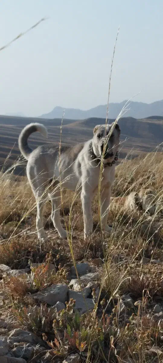 سگ.نگهبان|حیوانات|مشهد, توس (بلوار توس)|دیوار