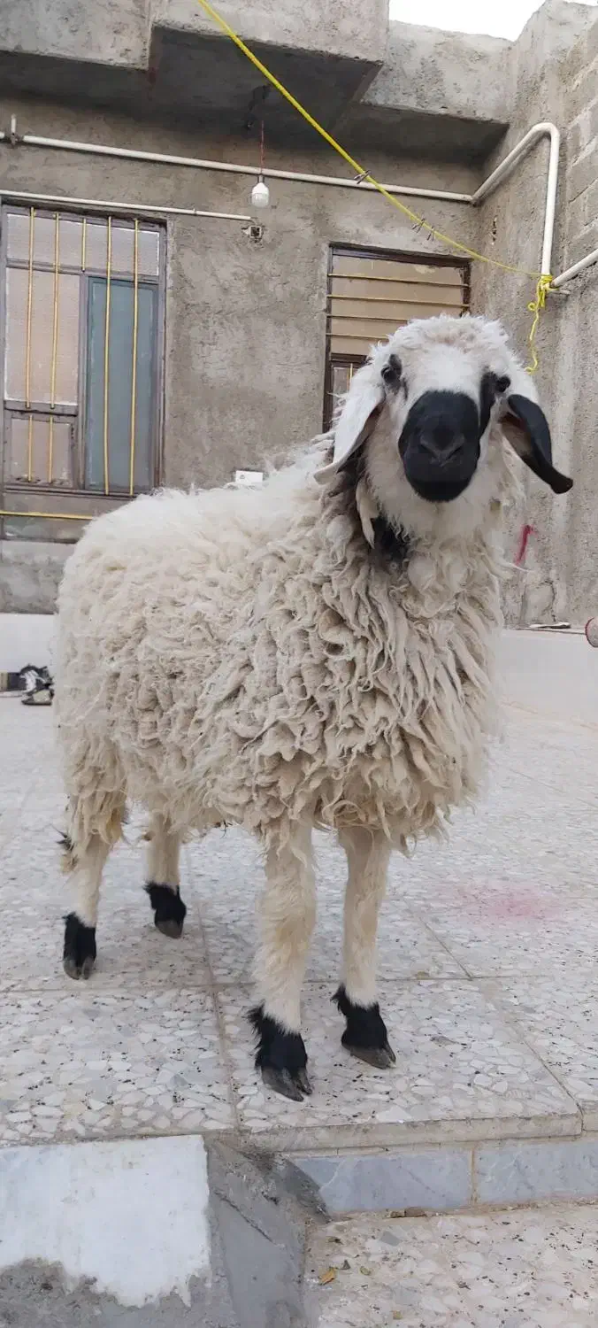 بره نر قوچ گوسفند|حیوانات مزرعه|زاهدان, |دیوار