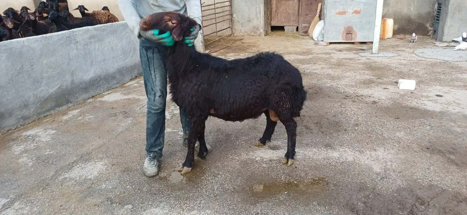 قوچ قزل افشار|حیوانات مزرعه|لالجین, |دیوار