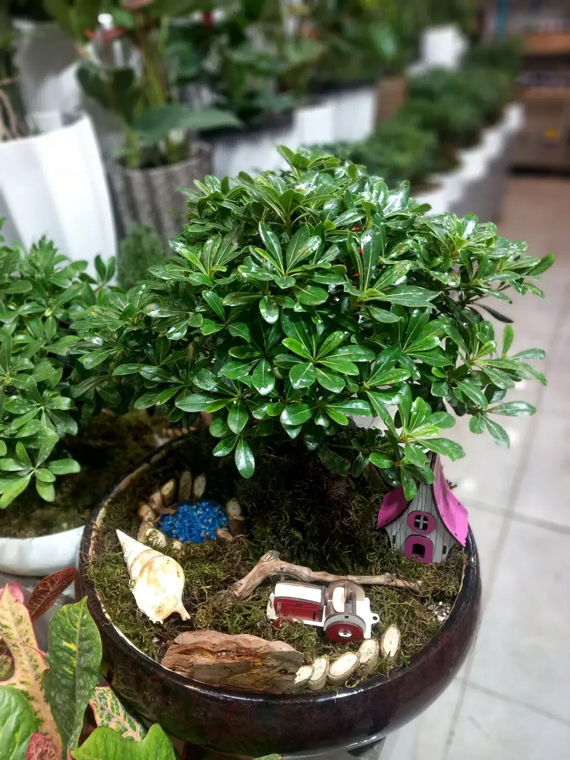 انواع گیاه آپارتمانی|گل و گیاه طبیعی|تهران, قصر فیروزه ۱|دیوار