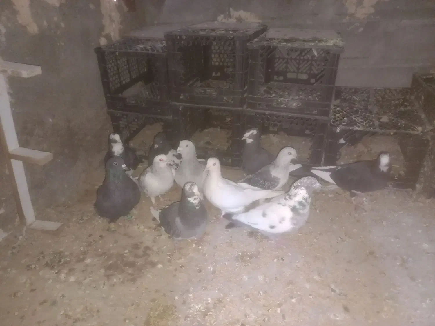 تعدادی کبوتر نروماده و دو عدد سگ پا کوتا و یه ژرمن|سگ|رفسنجان, |دیوار