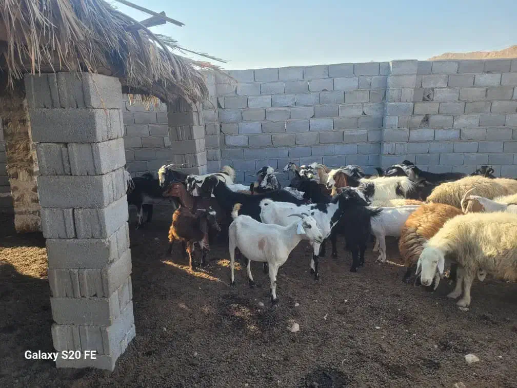 بز ابستن چند روز دیگ وقتشه|حیوانات مزرعه|ارد, |دیوار