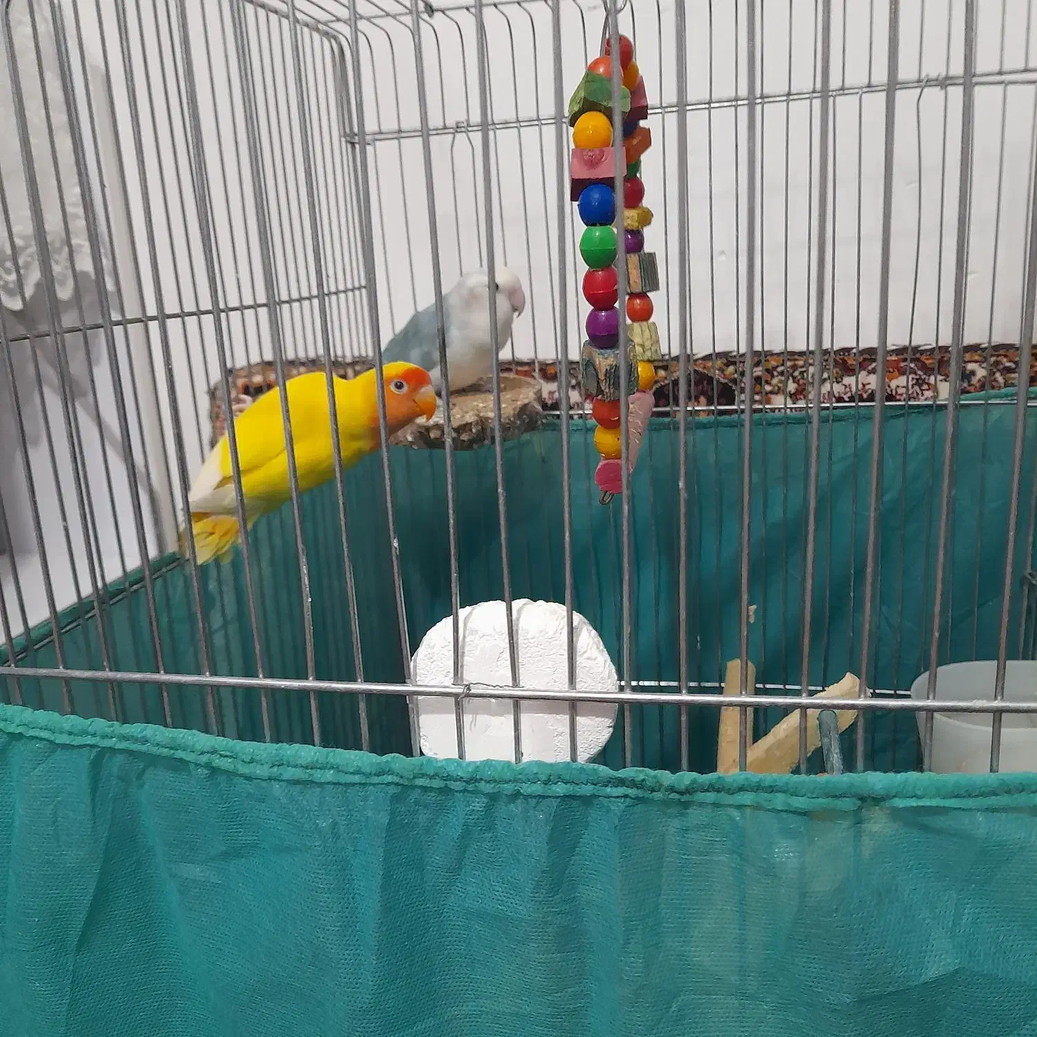 طوطی برزیلی|پرنده|سنندج, |دیوار