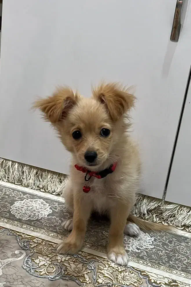 سگ اپارتمانی|سگ|ری, ظهیرآباد|دیوار