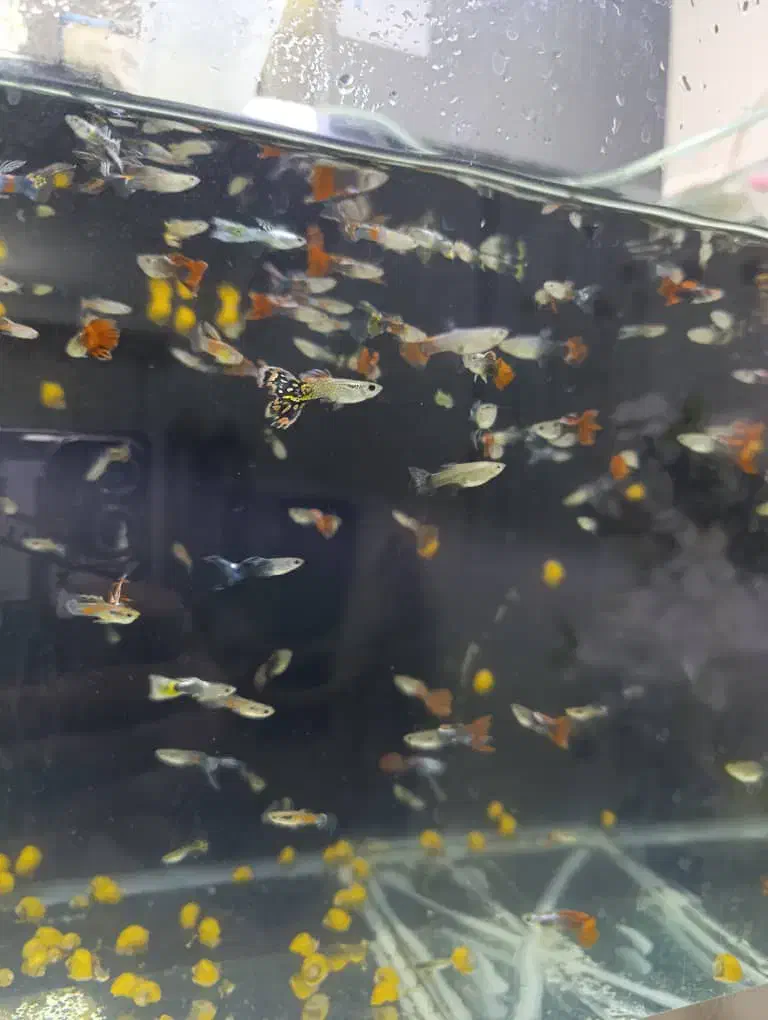 آکواریوم ماهی گوپی مولد و بچه ماهی|ماهی|هشتگرد, شهرک ریحانه|دیوار