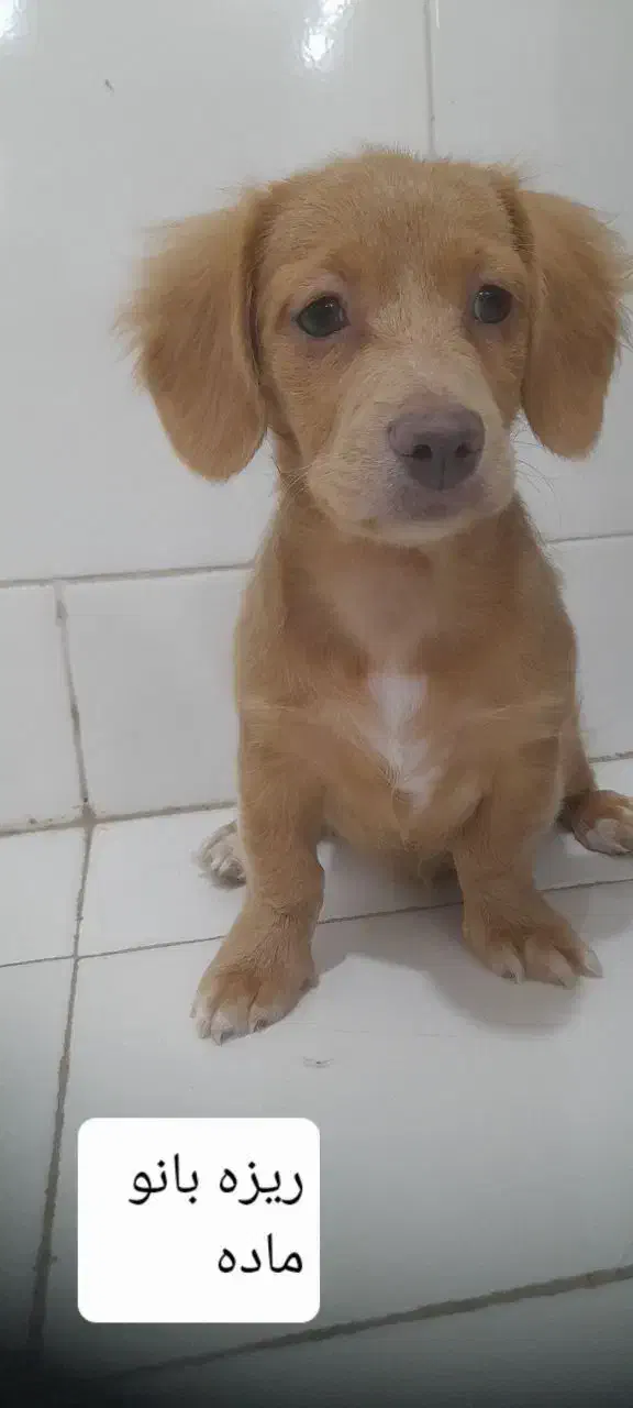 توله های باهوش|سگ|کاشان, فاز ۲ ناجی آباد|دیوار