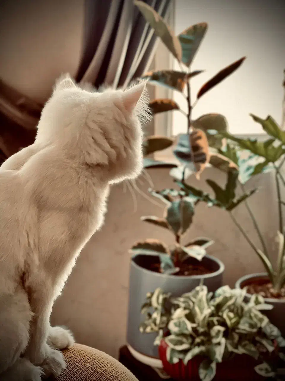 گربه پرشین ۱ ساله|گربه|یزد, |دیوار