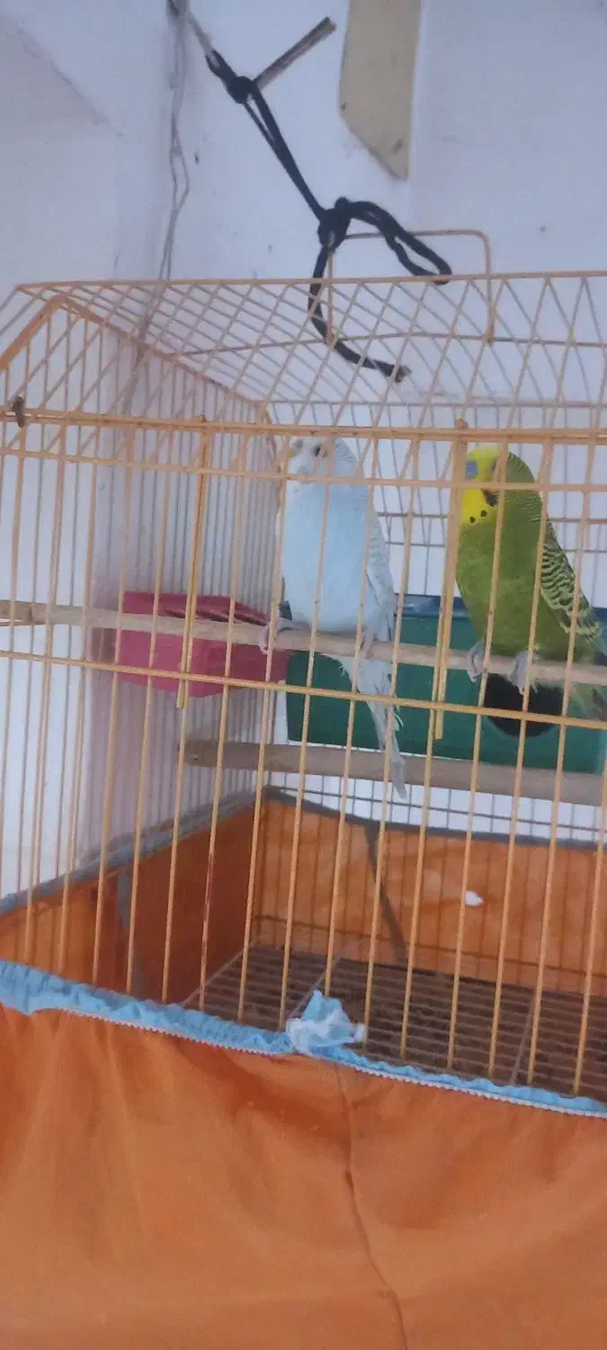 مرغ‌عشق‌بالغ|پرنده|مسجد سلیمان, |دیوار