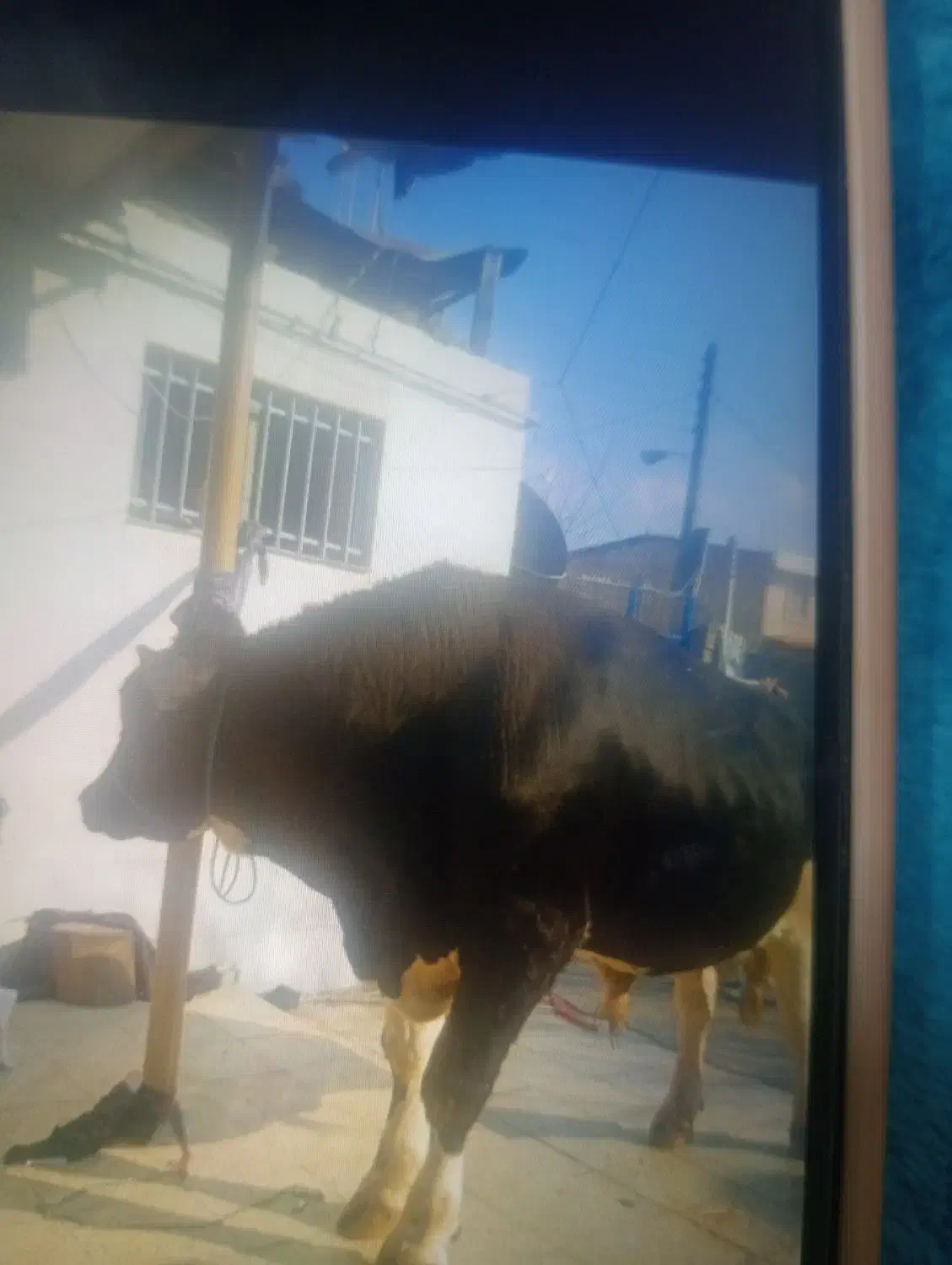 قصاب|حیوانات|گرگان, |دیوار