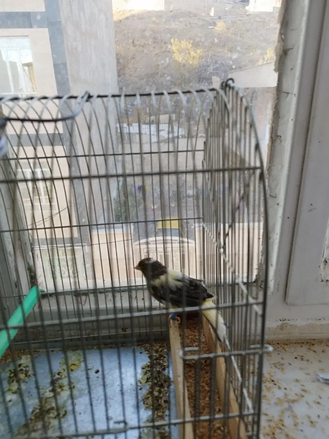 قناری مست|پرنده|سنندج, |دیوار