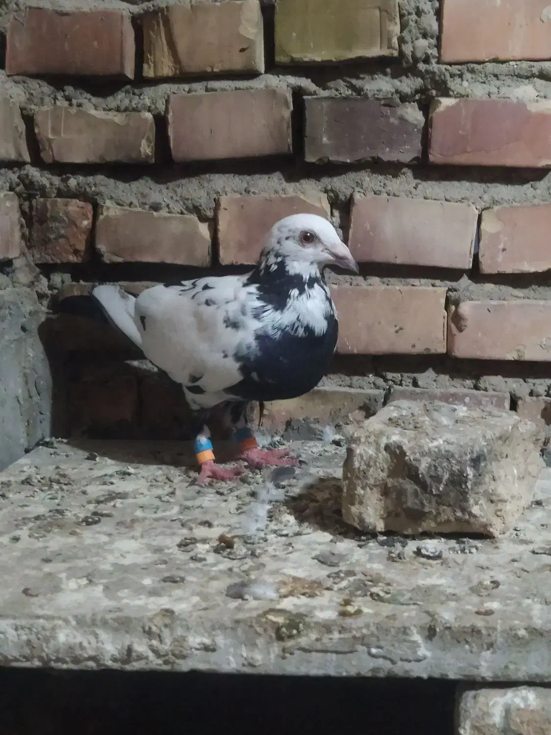 کبوتر المانی|پرنده|گنبد کاووس, |دیوار