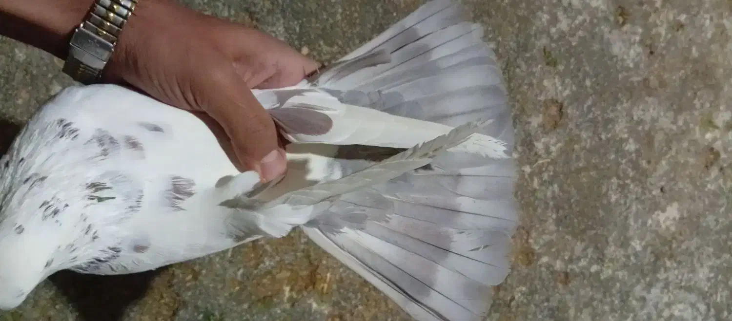 سه تا دمبی|پرنده|جهرم, |دیوار