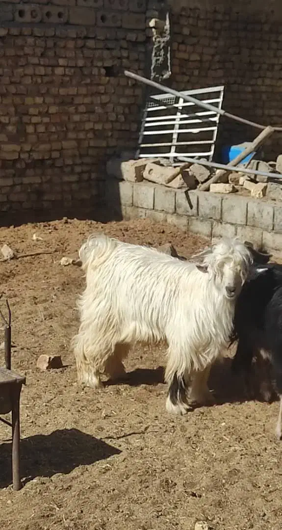 بز .بزغاله. گوسفند . چپش|حیوانات مزرعه|لنجان, |دیوار