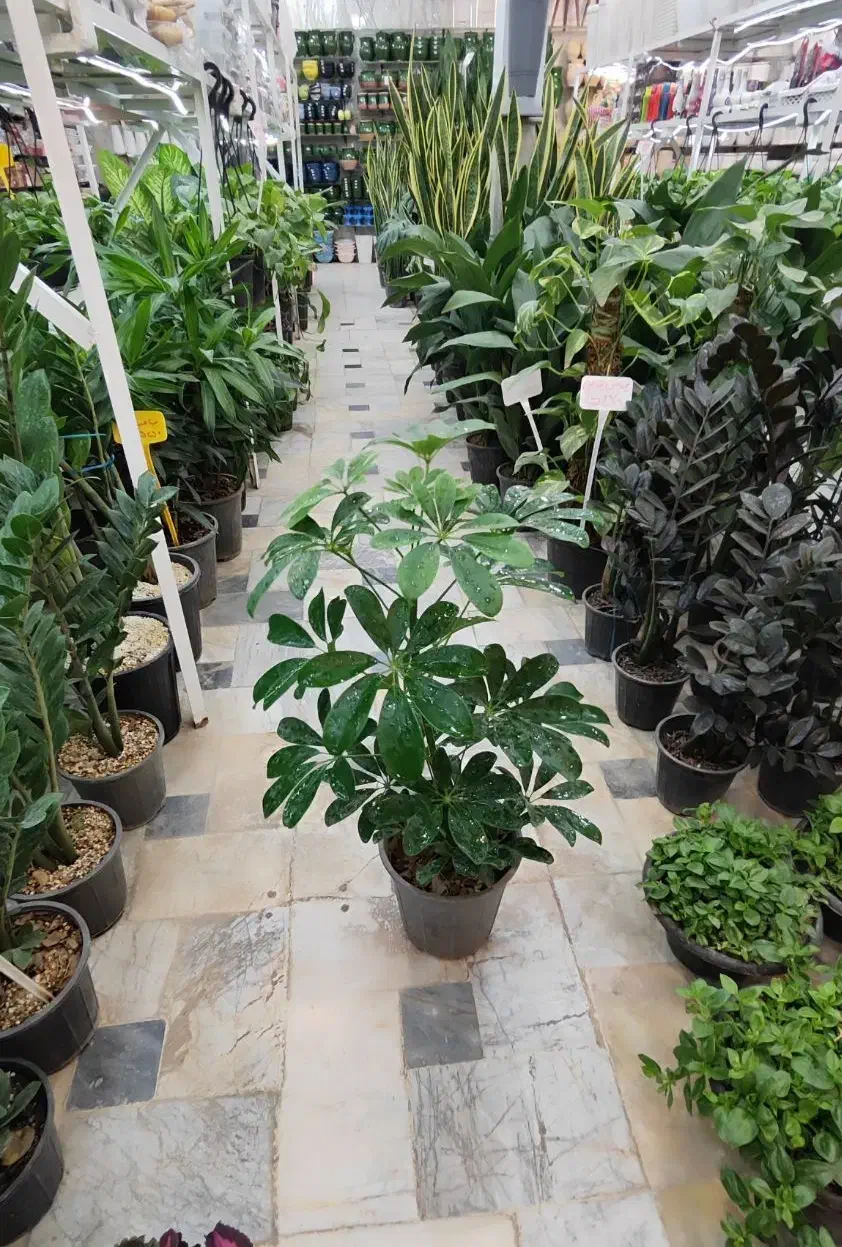 شفلرا پر ریشه شامادورا دیفن سانسوریا پتوس یوکا کاج|گل و گیاه طبیعی|قم, ولیعصر|دیوار