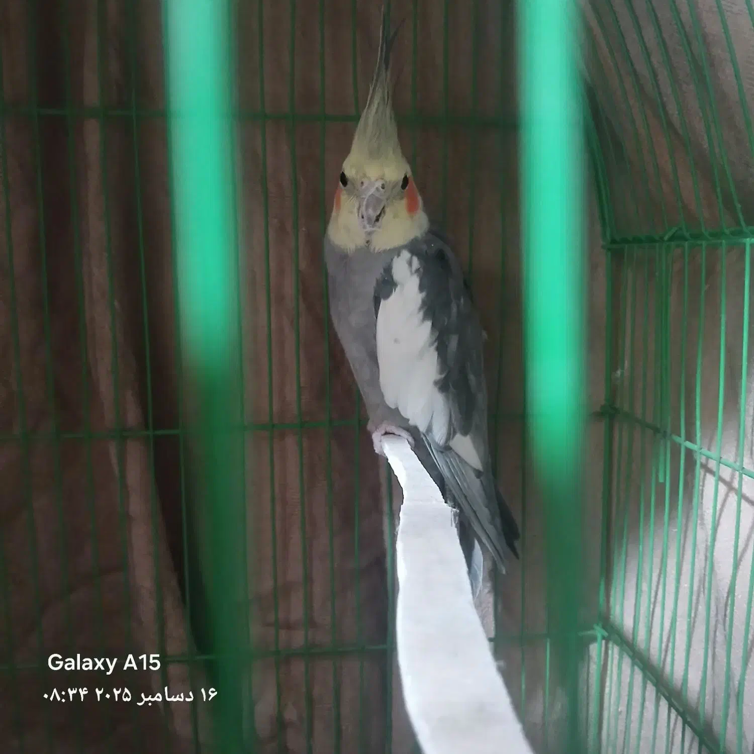 عروس هلندی|پرنده|محمدشهر, شهرک چمران|دیوار