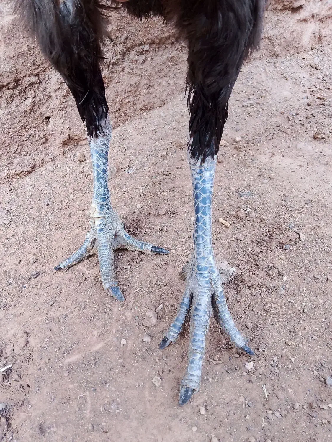 مرغ لاری تخم گذار|حیوانات مزرعه|تربت‌حیدریه, فرمانداری|دیوار